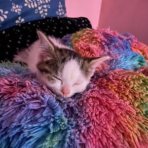 Meet your Posher, Carmen